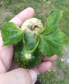 Огуречный ангел из п. Новобурейский