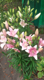 Лилии из Райчихинска