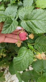 Малинка из Усть-Ивановки