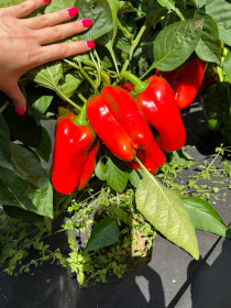 Перец сладкий, созрел на грядке в Благовещенске