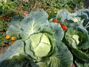 Купчиха из с. Садовое