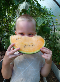 Жёлтый арбуз из Ивановки