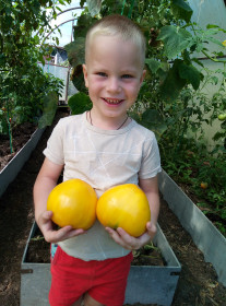 Жёлтые помидоры рулят. с. Ивановка