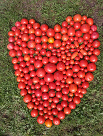 Помидоры - моя любовь, с. Садовое