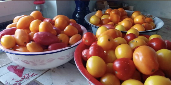 Сочные помидорки из Благовещенска