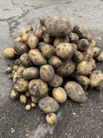 Картофельная пирамида из Муравьёвки