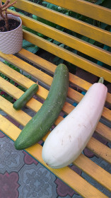 Гигантский огурчик из Тамбовки!