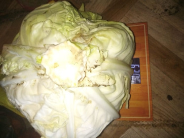 Чудо-капуста из Красной Орловки