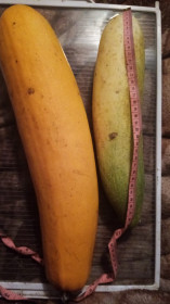 Гигант-огурец из Красной Орловки