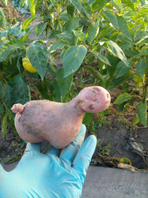 Застенчивый амурозаврик из Садового