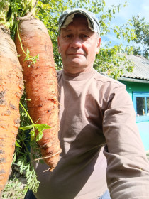 Гигантская морковь из Благовещенска