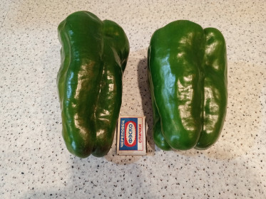 Богатырский перец из с. Новоалександровка