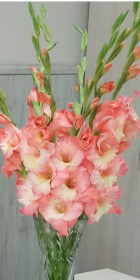 Любимые гладиолусы из Новотроицкого