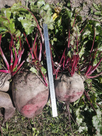 Свекла из Толстовки