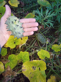 Кивано — экзотический фрукт из с. Чигири