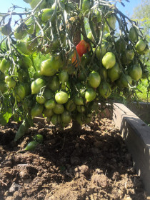 Помидорный бум из Тутаула