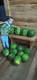 Егор и арбузы с севера Приамурья