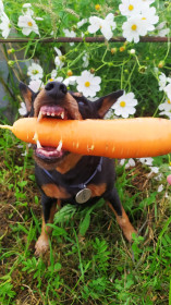 Морковка,  Кантон-Коммунна