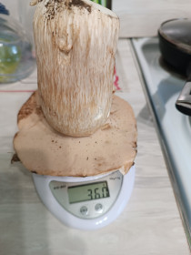 Беленький боровичок из Февральска.