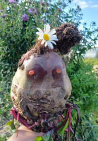 Гигантская  свёкла из Белогорска