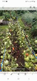 Зейский урожай помидоров