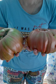 Помидоры-гиганты из Костюковки