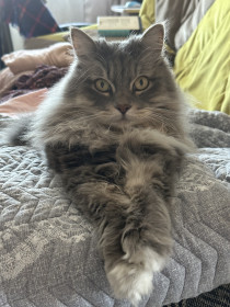 Кошка Мурыська, г. Белогорск