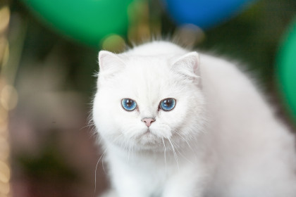 Каролина, г. Хабаровск