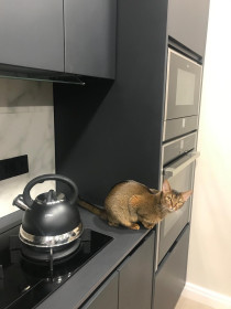 Абиссинка Бастет, г. Москва