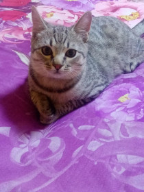 Семён,  г. Благовещенск