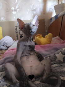 Кот Кася, г. Благовещенск