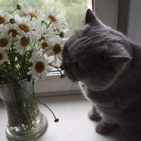 Лолита Витальевна, г. Благовещенск