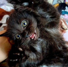 Прекрасная Беся, г. Белогорск