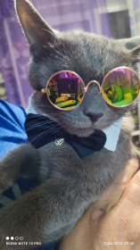 Кот Марсик, с. Архара