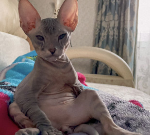 Египетский Фараон, с. Усть-Ивановка