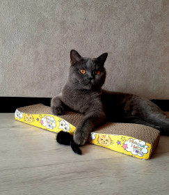 Тимон , г. Благовещенск