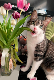 Киса, г. Благовещенск