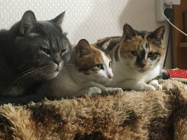 Бывалый, Трус, Балбес. с. Тамбовка