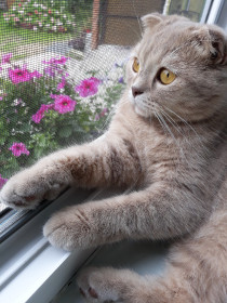 Шармель, г. Благовещенск