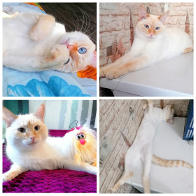 Кот Беляш. г. Тында