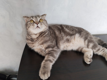 Оскар, г. Благовещенск