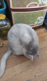 Снежок, с. Архара