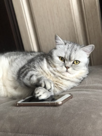 Морис, г. Благовещенск