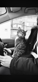 Кот Кокс, г. Благовещенск