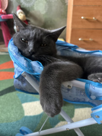 Симба, г. Благовещенск