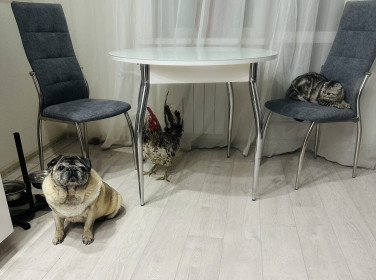 Асти и друзья, г. Благовещенск