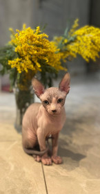 Локи, г. Благовещенск