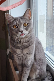 Дама с БАМа, или кошка Моня, г.Тында