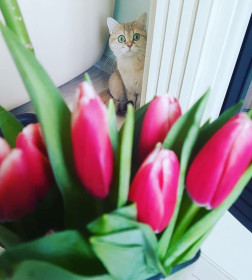 Дейзи, г. Благовещенск