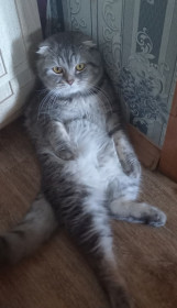 Кот Басик, Ивановка